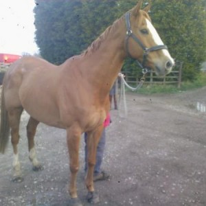 Apr 10th 2008
Staring at a monster in the hedge!
I think he's put some weight on actually.