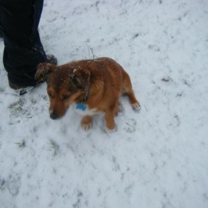 My dog (more like fox)shadow