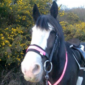 First evening hack of the summer