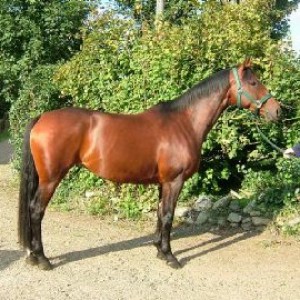 ILPH Petit Chouix (Lolly)