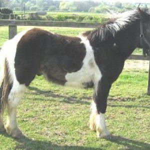 ILPH Puzzle (wuzzle)