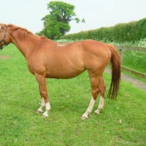 ILPH Stephendale Lady (Zoe)