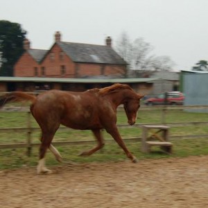 Riley Roo