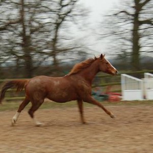 Riley Roo
