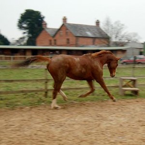Riley Roo