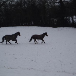 Jazmine and Pip galloping in the snow.