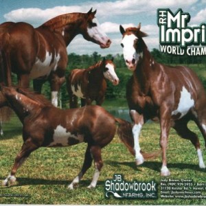 Media 'Her famous grandfather - RH Mr Imprint - Paint stallion in America' in album 'Bow'