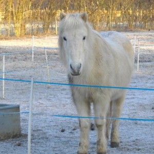 Sól fitting in with the weather