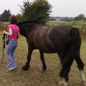 Shadow, 14.3hh cob x shire