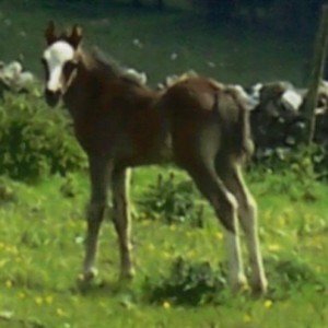 Bailey at 10 days