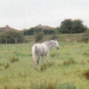 Jadie, my first horse.. a 15.2hh hanoxthoroughbred