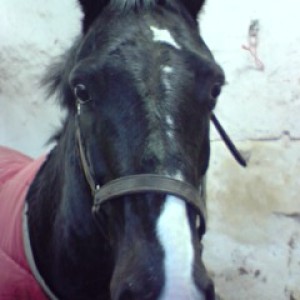 Alfie