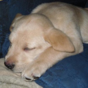 Media 'sleepy' in album 'new addition'