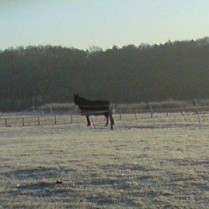 bess in the frost