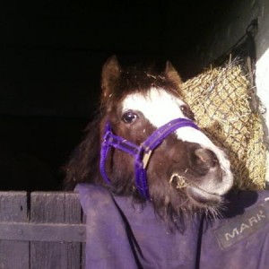 last day in his old home, he can see over his new stable door!