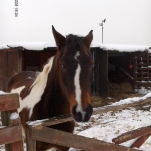 Pye, 4 year old for sale, sweet pony 13.2hh