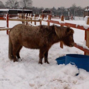 Matti, the little monkey