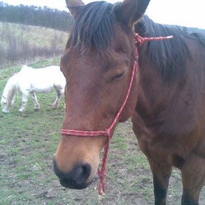 Lydia + Whisper in Bkground