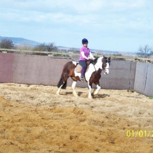 Frankie - 14.1/14.2hh coloured mare. 4 yrs. Broken and being ridden away - very quiet, balanced and unfazed