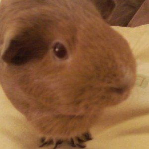"Hi, I'm Treacle!"