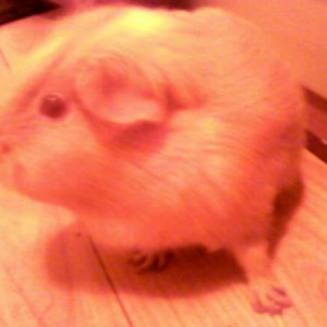 Fudge at 4 and a half.. she might be an old lady, but she enjoys her play time!
