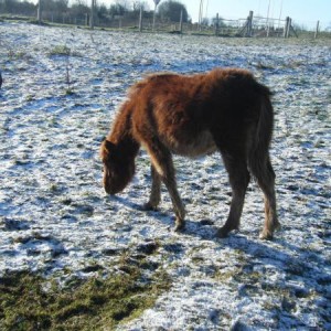 Snow