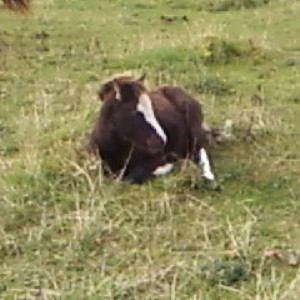 Bailey at 16wks