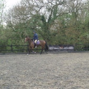 mark todd on bella