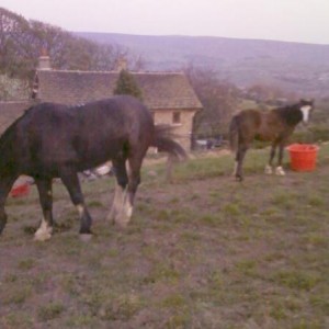 Bailey & Shadow
18/04/09