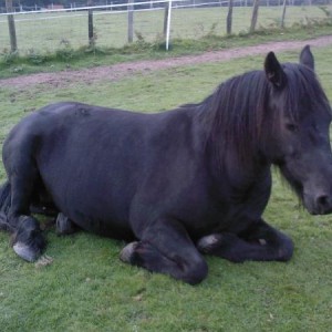 Lotty sleeping. Pure bred Fell Pony