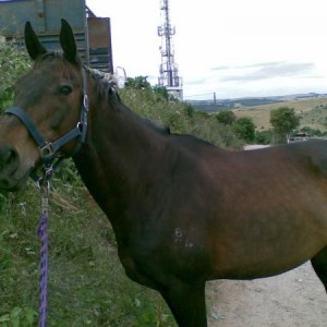 Laura-My TB Golden Oldie @ 23 years young. Brain of a 4 y.o!
Died November 2009, after an accident in the field :(