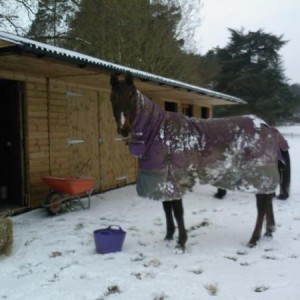 Loulou in the Feb 2009 snow.