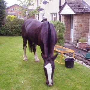 Mowing the lawn!