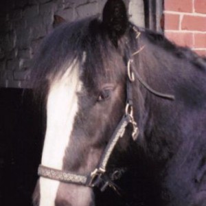 Shadow 2 years