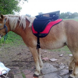 New saddle set up - Libra trec with Haf pad