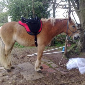 New saddle set up - Libra trec with Haf pad