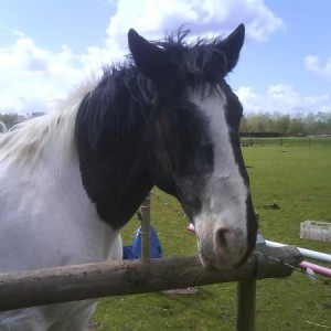 Cali - the lovely share horse that I so didnt appreciate when I had him - thought all horses were that easy!