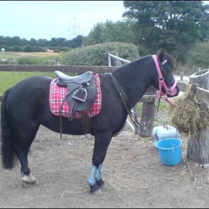 May all tacked up and ready to go!