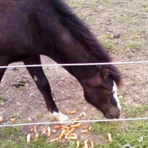 "carrot time!"
22/4/09