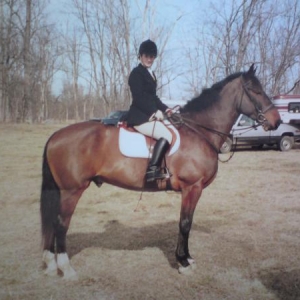 18.2hh of solid hunter! lovely horse :o)