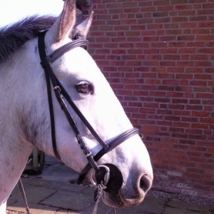 Show Name 'Finnleys Magic'