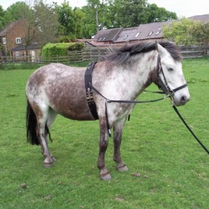 Having a Lunge