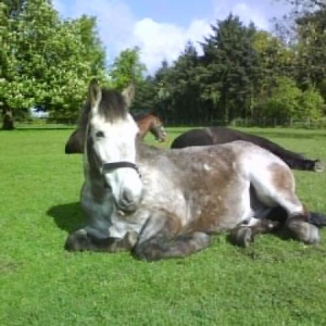 Finn Lying down