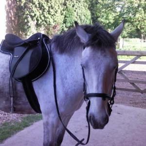 Finn Sporting His new saddle & Bridle