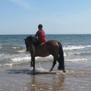 honey beach 2