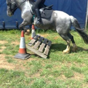 denby jumping at home