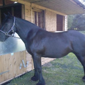 A very shiney Lotty pony, after her bath