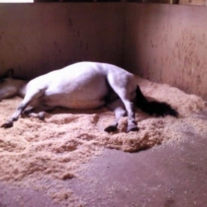 My Boy Sleeping :)