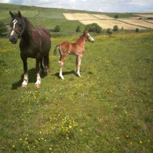 Welsh cob filly,Kera 3 days old