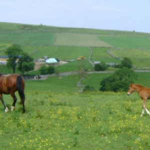 Welsh cob colt, Storm at 6 weeks old